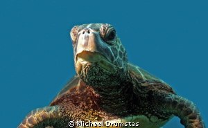 Kona Turtle...f8, 1/100,iso100 by Michael Drumstas 